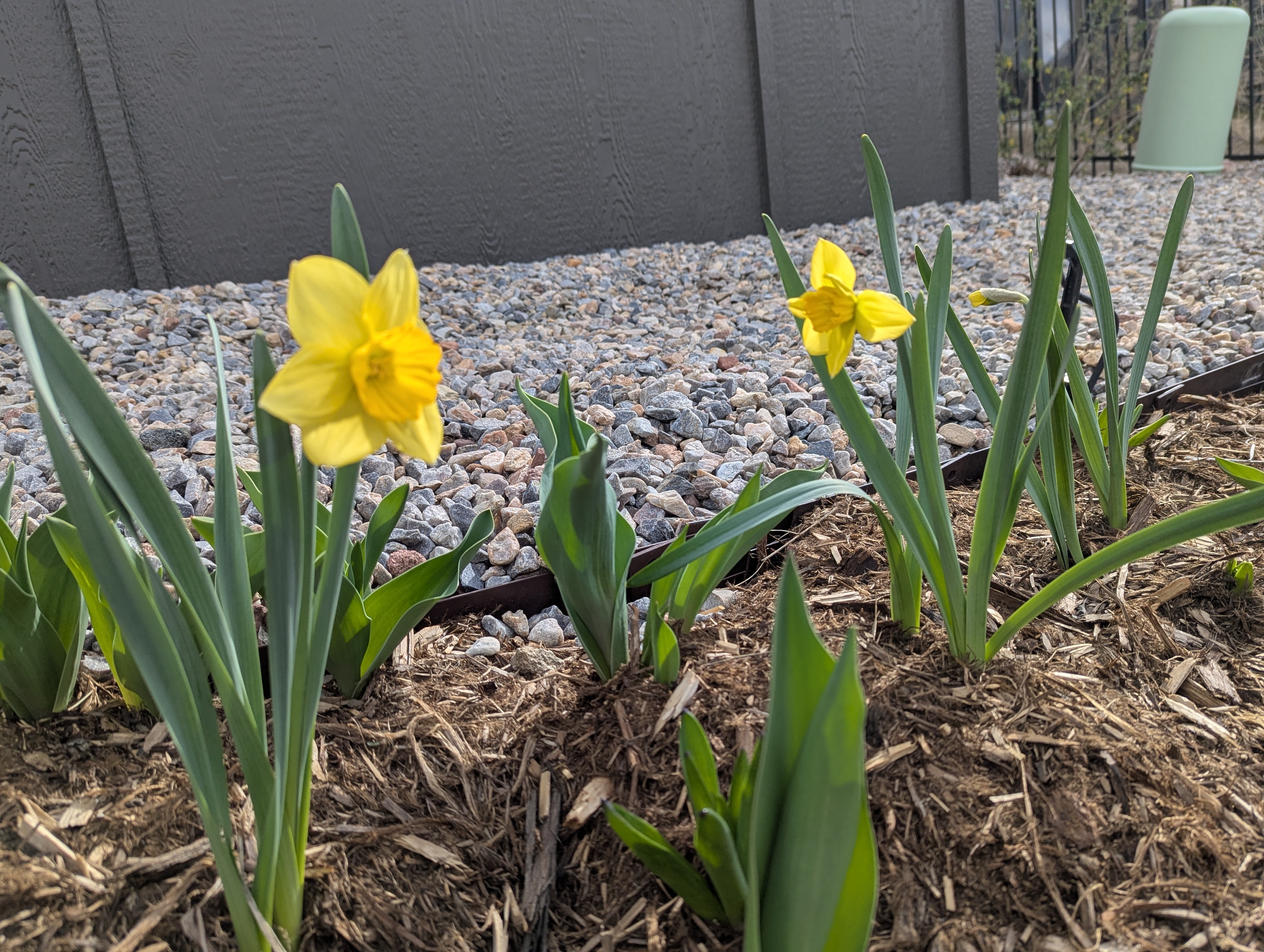Garden, Flowers, Morrison, Colorado